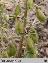 Reseda phyteuma (rezeda mała)