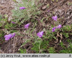 Campanula sibirica (dzwonek syberyjski)