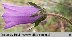 Campanula sibirica (dzwonek syberyjski)