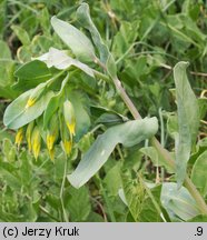 Cerinthe minor (ośmiał mniejszy)