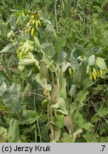 Cerinthe minor (ośmiał mniejszy)