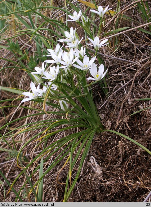 Ornithogalum collinum (śniedek cienkolistny)