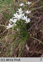 Ornithogalum collinum (śniedek cienkolistny)