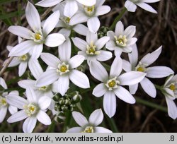 Ornithogalum collinum (śniedek cienkolistny)