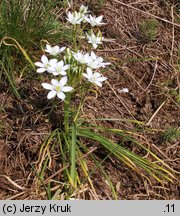 Ornithogalum collinum (śniedek cienkolistny)