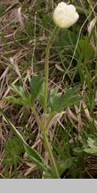 Anemone sylvestris (zawilec wielkokwiatowy)