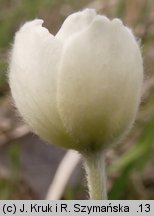 Anemonoides sylvestris (zawilec wielkokwiatowy)