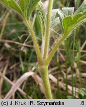 Anemonoides sylvestris (zawilec wielkokwiatowy)