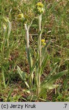 Senecio integrifolius (starzec polny)