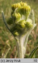 Senecio integrifolius (starzec polny)