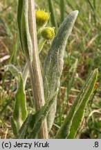 Senecio integrifolius (starzec polny)