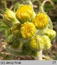 Senecio integrifolius (starzec polny)