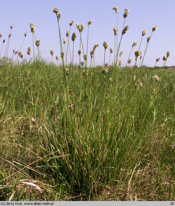 Sesleria caerulea (sesleria błotna)