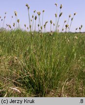 Sesleria caerulea (sesleria błotna)