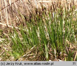 Schoenus ferrugineus (marzyca ruda)