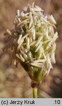 Sesleria caerulea (sesleria błotna)