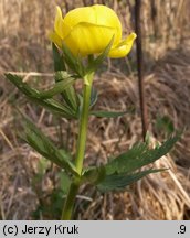 Trollius europaeus (pełnik europejski)