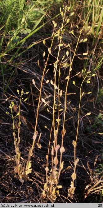 Draba nemorosa (głodek żółty)