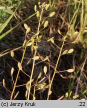 Draba nemorosa (głodek żółty)