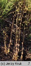 Draba nemorosa (głodek żółty)