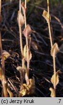 Draba nemorosa (głodek żółty)