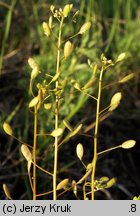 Draba nemorosa (głodek żółty)