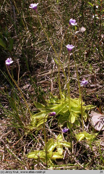 Pinguicula vulgaris ssp. bicolor (tłustosz pospolity dwubarwny)