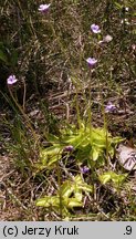 Pinguicula vulgaris ssp. bicolor (tłustosz pospolity dwubarwny)