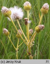 Senecio integrifolius (starzec polny)