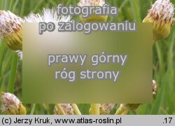 Senecio integrifolius (starzec polny)