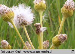 Senecio integrifolius (starzec polny)