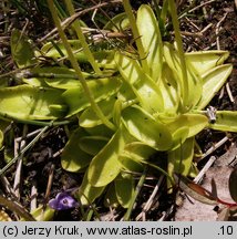 Pinguicula vulgaris ssp. bicolor (tłustosz pospolity dwubarwny)