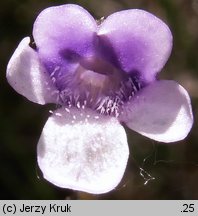 Pinguicula vulgaris ssp. bicolor (tłustosz pospolity dwubarwny)