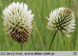 Trifolium montanum (koniczyna pagórkowa)