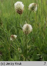 Trifolium montanum (koniczyna pagórkowa)