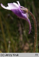 Pinguicula vulgaris ssp. bicolor (tłustosz pospolity dwubarwny)