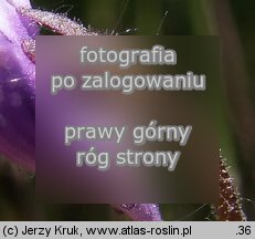 Pinguicula vulgaris ssp. bicolor (tłustosz pospolity dwubarwny)