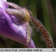 Pinguicula vulgaris ssp. bicolor (tłustosz pospolity dwubarwny)