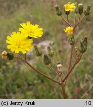 Pilosella bauhini (kosmaczek Bauhina)