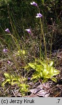 Pinguicula vulgaris ssp. bicolor (tłustosz pospolity dwubarwny)