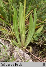 Pilosella bauhini (kosmaczek Bauhina)