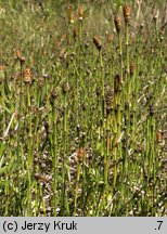 Equisetum variegatum (skrzyp pstry)