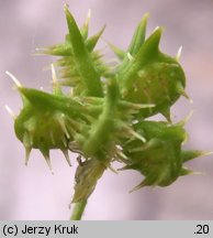 Ranunculus arvensis (jaskier polny)