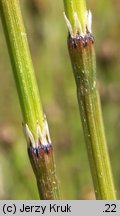 Equisetum variegatum (skrzyp pstry)