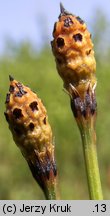 Equisetum variegatum (skrzyp pstry)