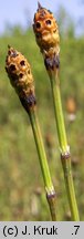 Equisetum variegatum (skrzyp pstry)