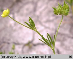 Ranunculus arvensis (jaskier polny)