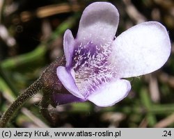 Pinguicula vulgaris ssp. bicolor (tłustosz pospolity dwubarwny)