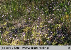 Pinguicula vulgaris ssp. bicolor (tłustosz pospolity dwubarwny)