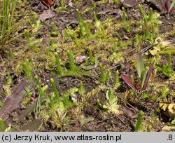 Lycopodiella inundata (widłaczek torfowy)